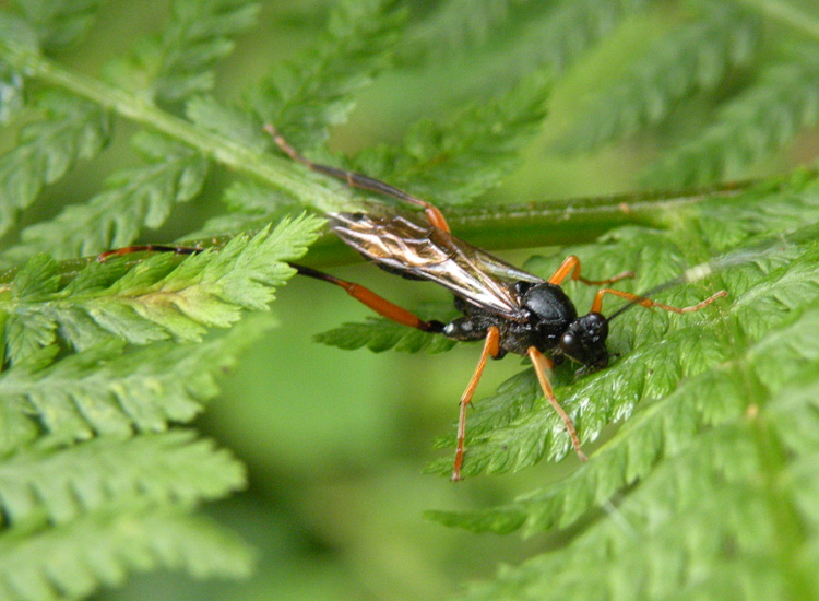 Ichneumonidae (Cryptinae)